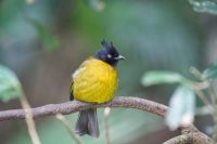 Avians of Hong Kong & Southeast Asia, Part 1