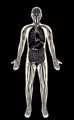 The interstitium