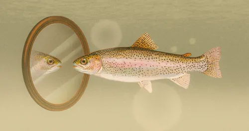 mirror-fish.avif