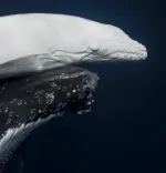 World Nature Photo Awards 2026