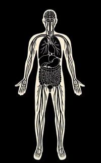 The Human Body's Hidden Pathways