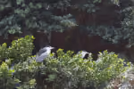 Black-crowned Night Heron (Nycticorax nycticorax)
