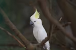Yellow-crested Cockatoo (Cacatua sulphurea)