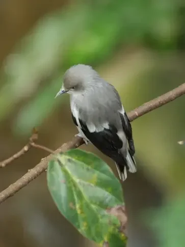 White-shouldered starling