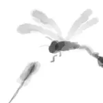 Sumi-e - dragonflies