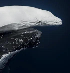 World Nature Photo Awards 2026