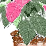 Christmas poinsettia '23