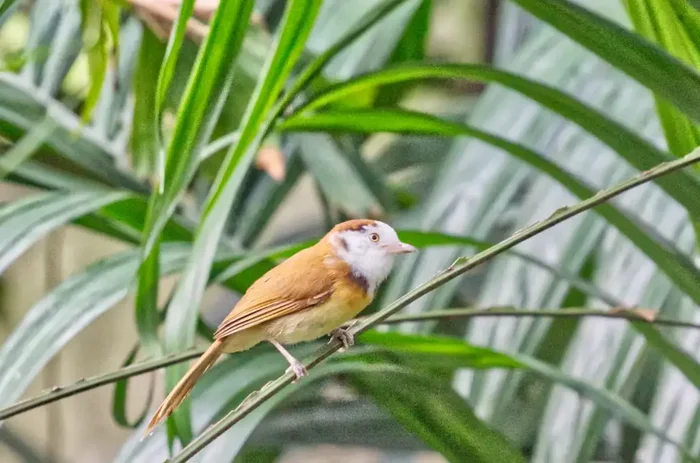 White-hooded babbler