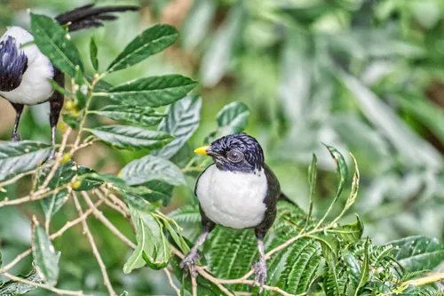 White-necked myna