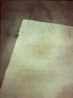 poa6.jpg