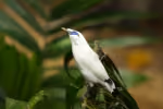 Bali Myna (Leucopsar rothschildi)