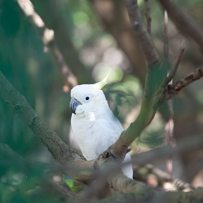 Yellow-crested cockatoo