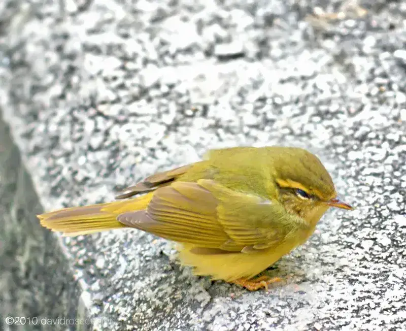 Alstrom's Warbler