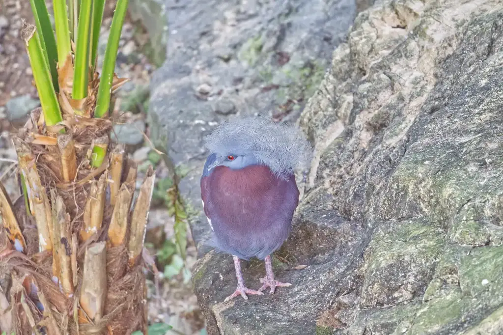 Maroon-breasted pigeon