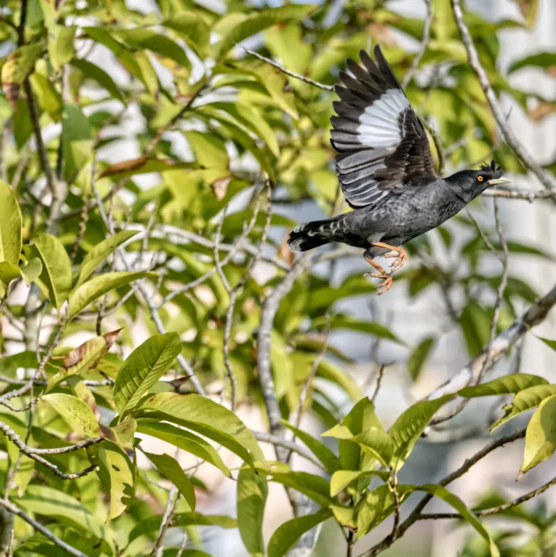 Crested myna