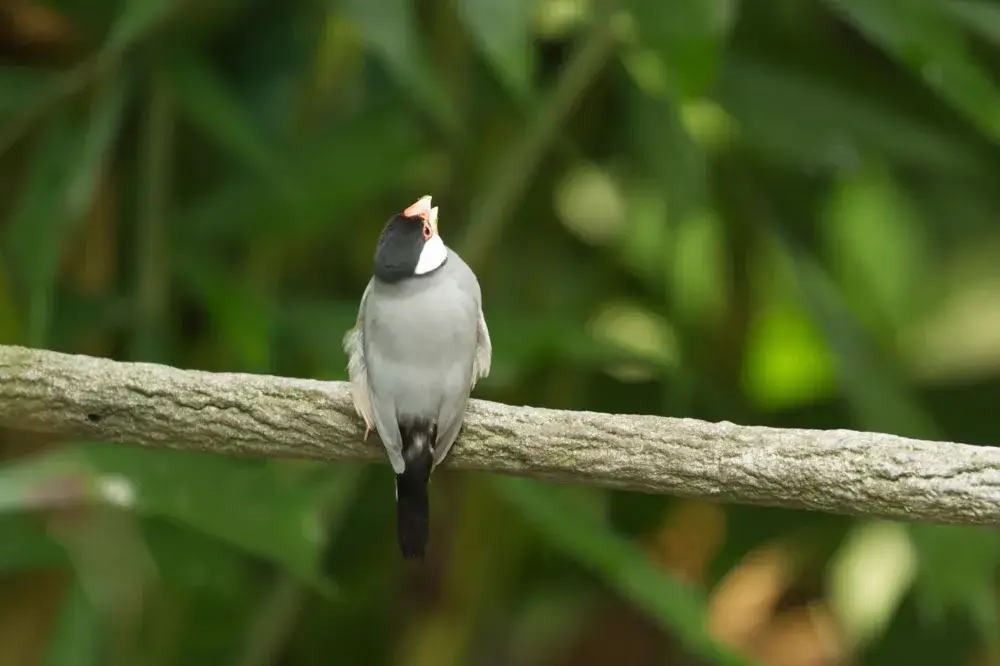 Java sparrow