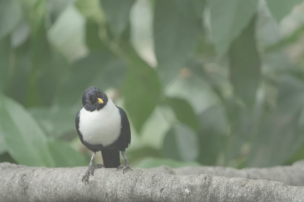 White-necked myna