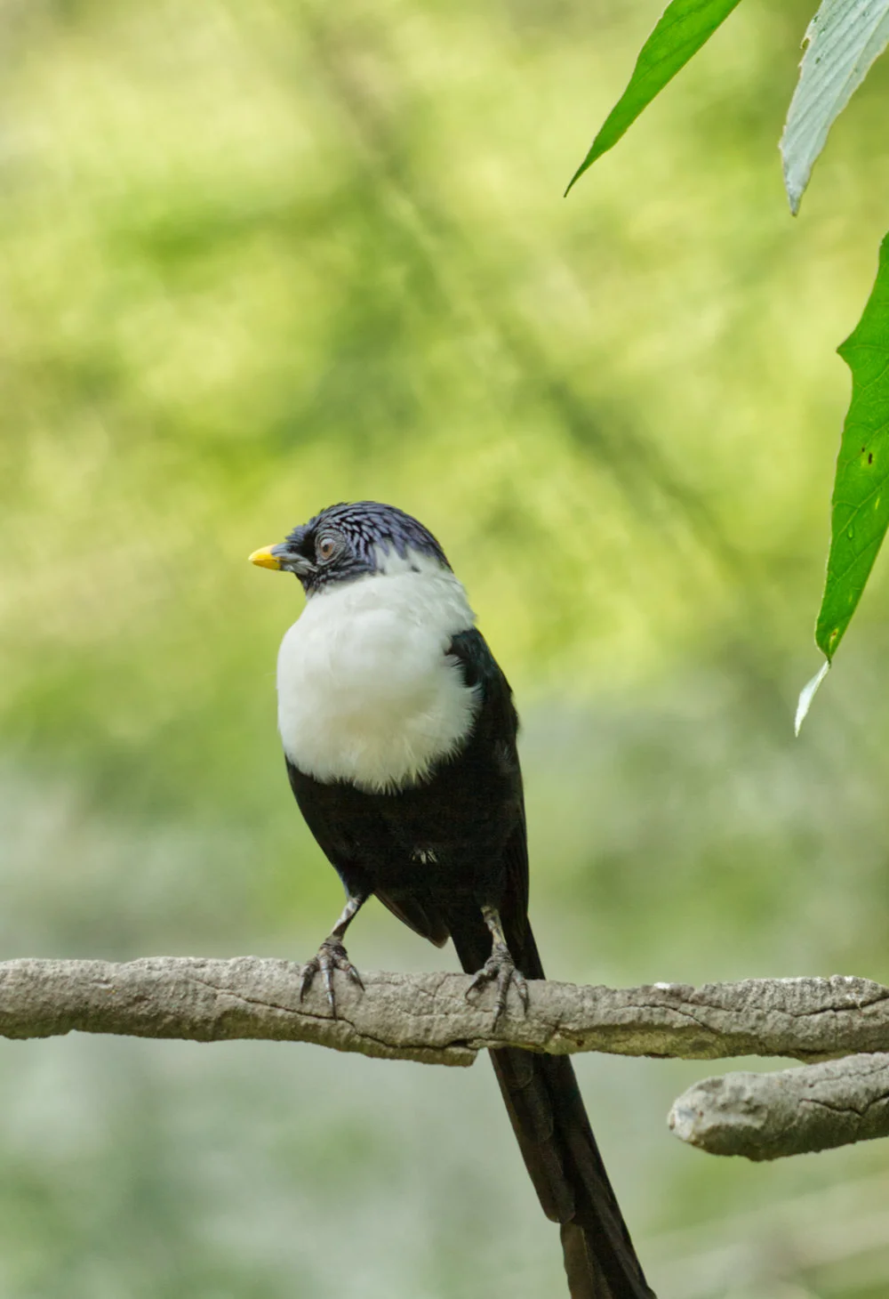 White-necked myna