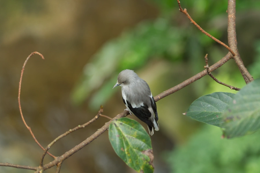 White-shouldered starling