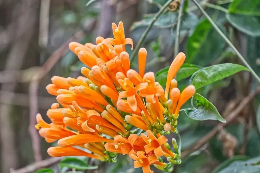 Orange trumpet vine