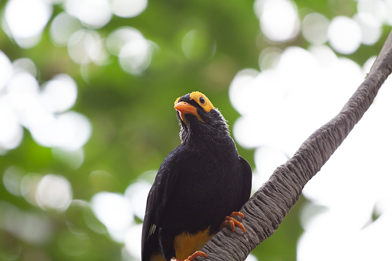 Yellow-faced myna