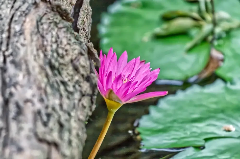 Lotus