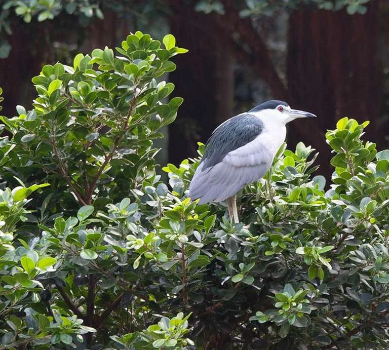 Black crowned heron