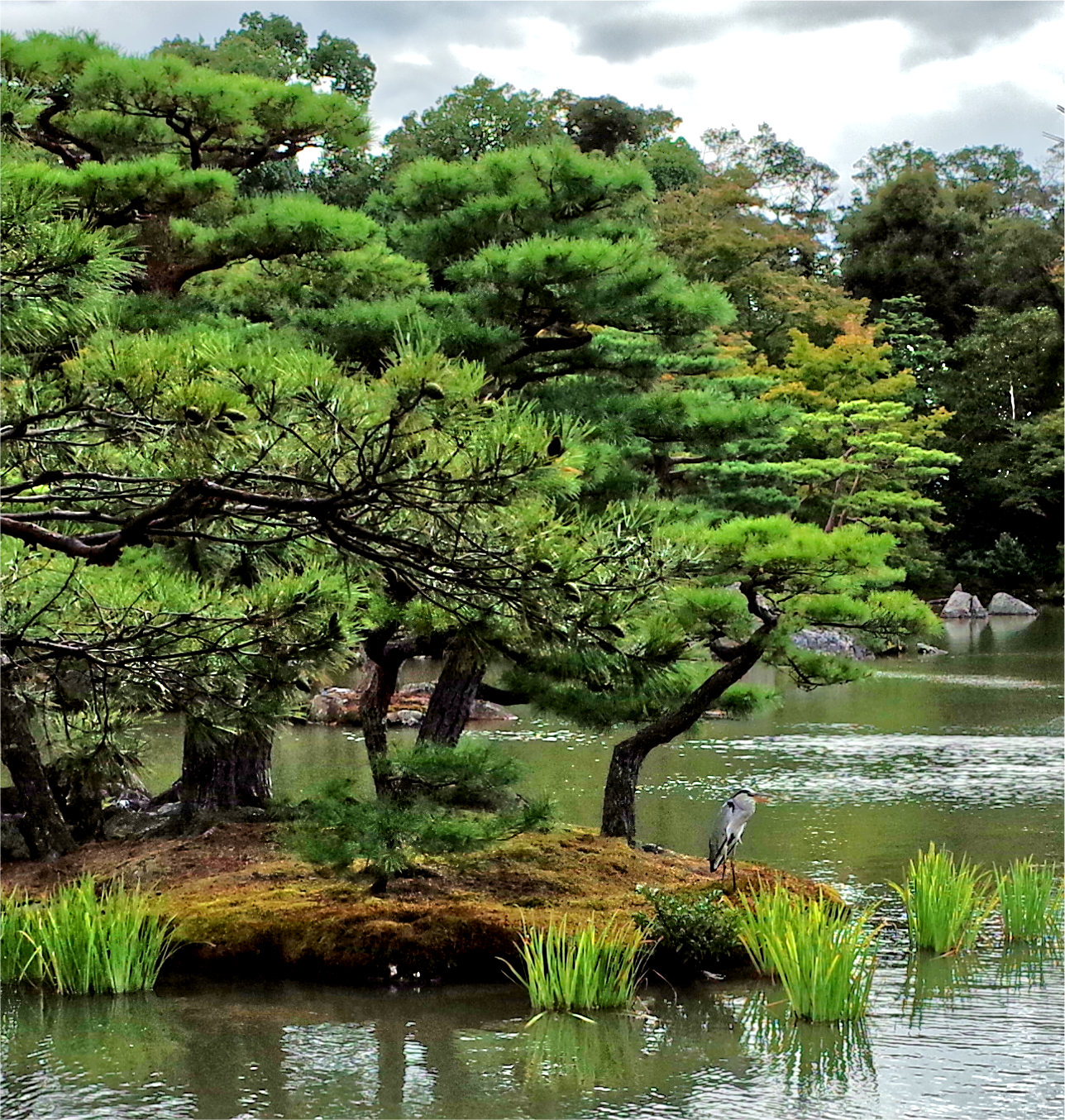 Japanese grey heron (Kyoto)