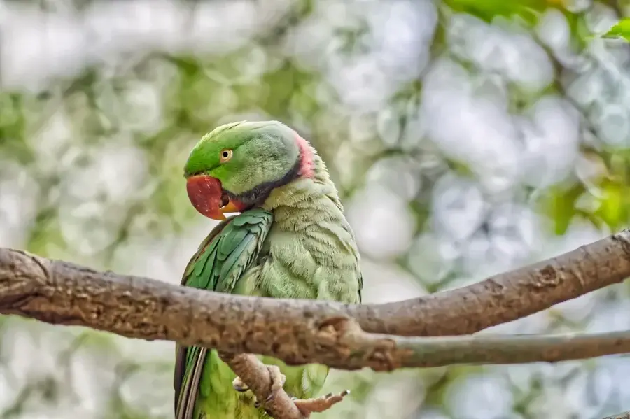 Alexandrine Parakeet