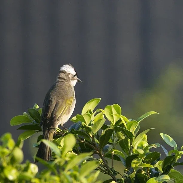 Light-vented bulbul