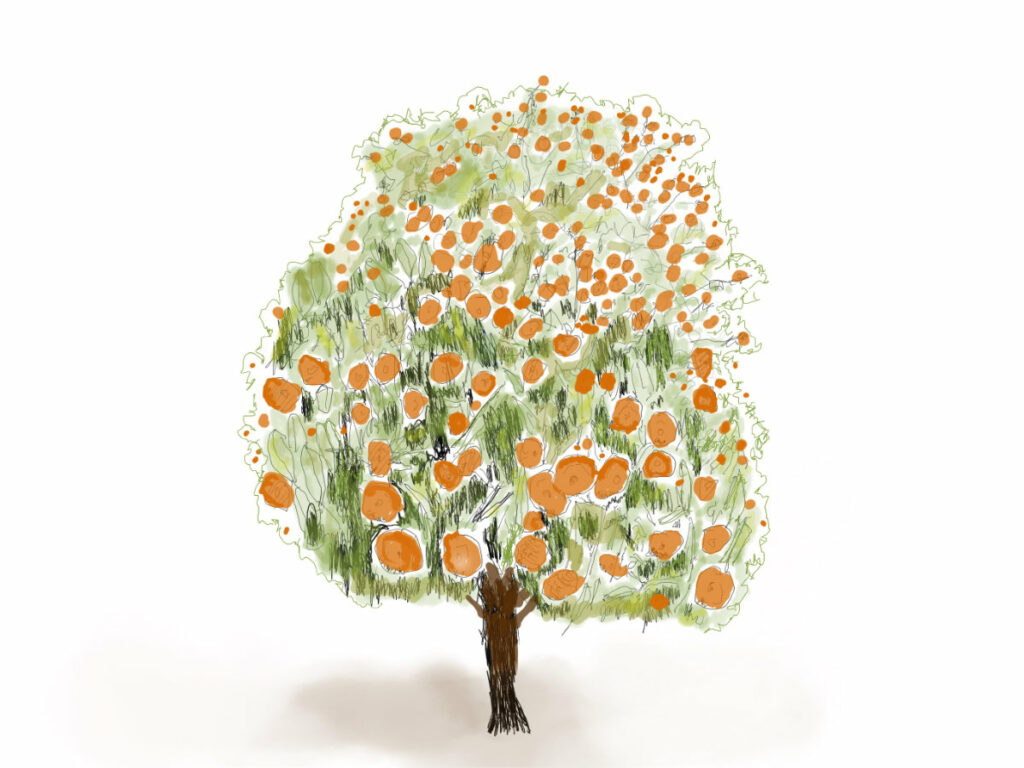 Orange tree (navel).