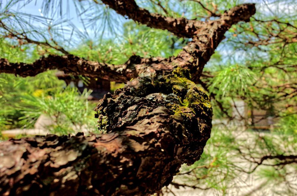 A knotty pine in Japan.