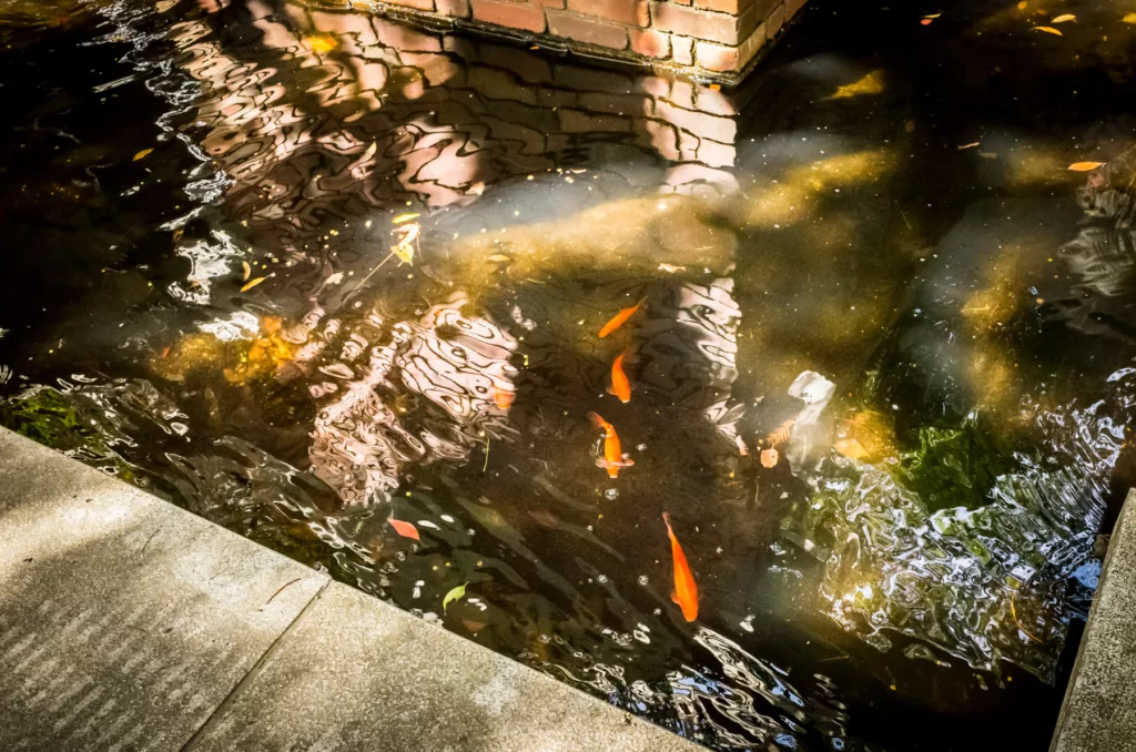 Koi pond in Kobe, Japan