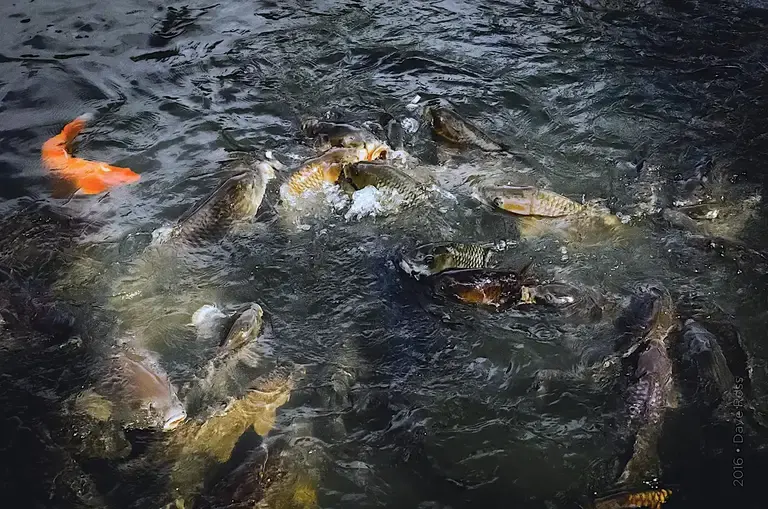 Nara koi after tossing some breadcrumbs