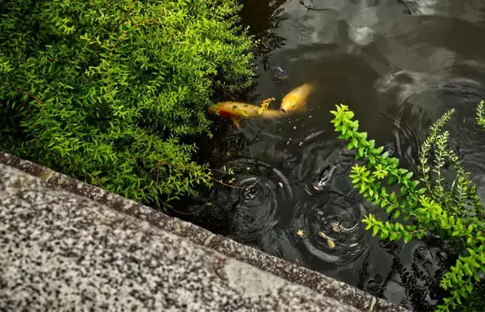 Koi and greenery