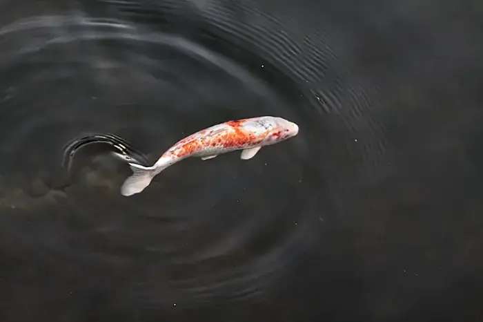 The tao of koi