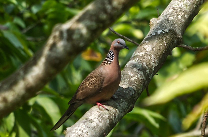 Spotted dove