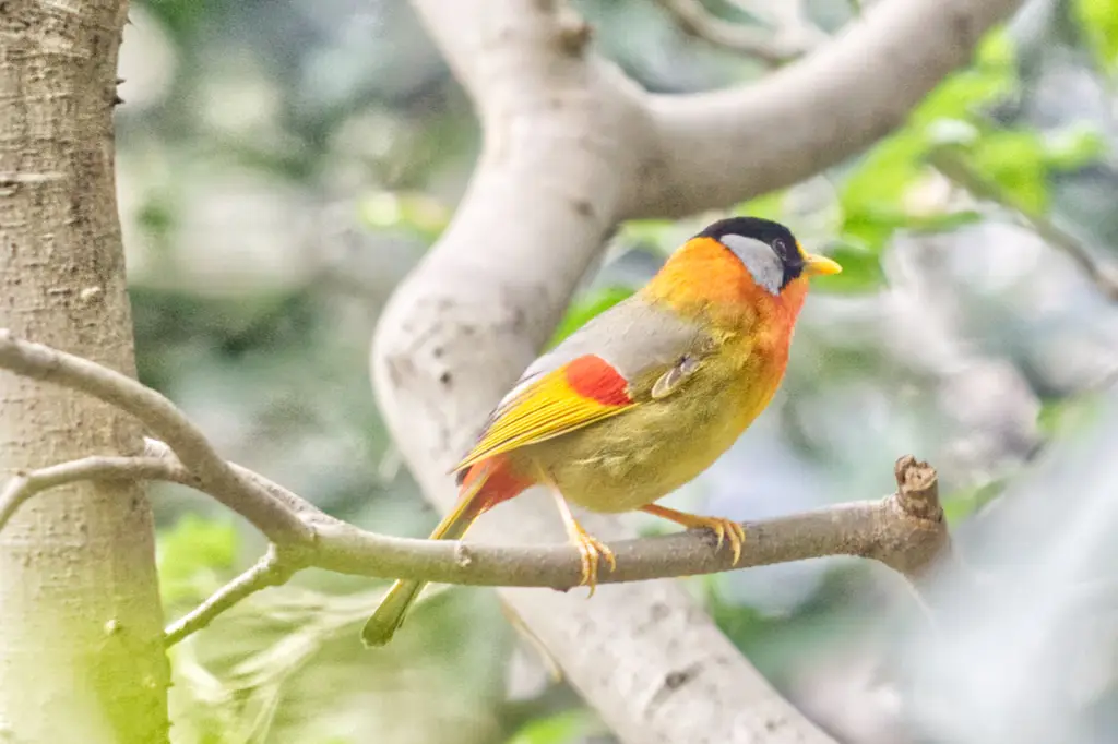 Silver-eared mesia