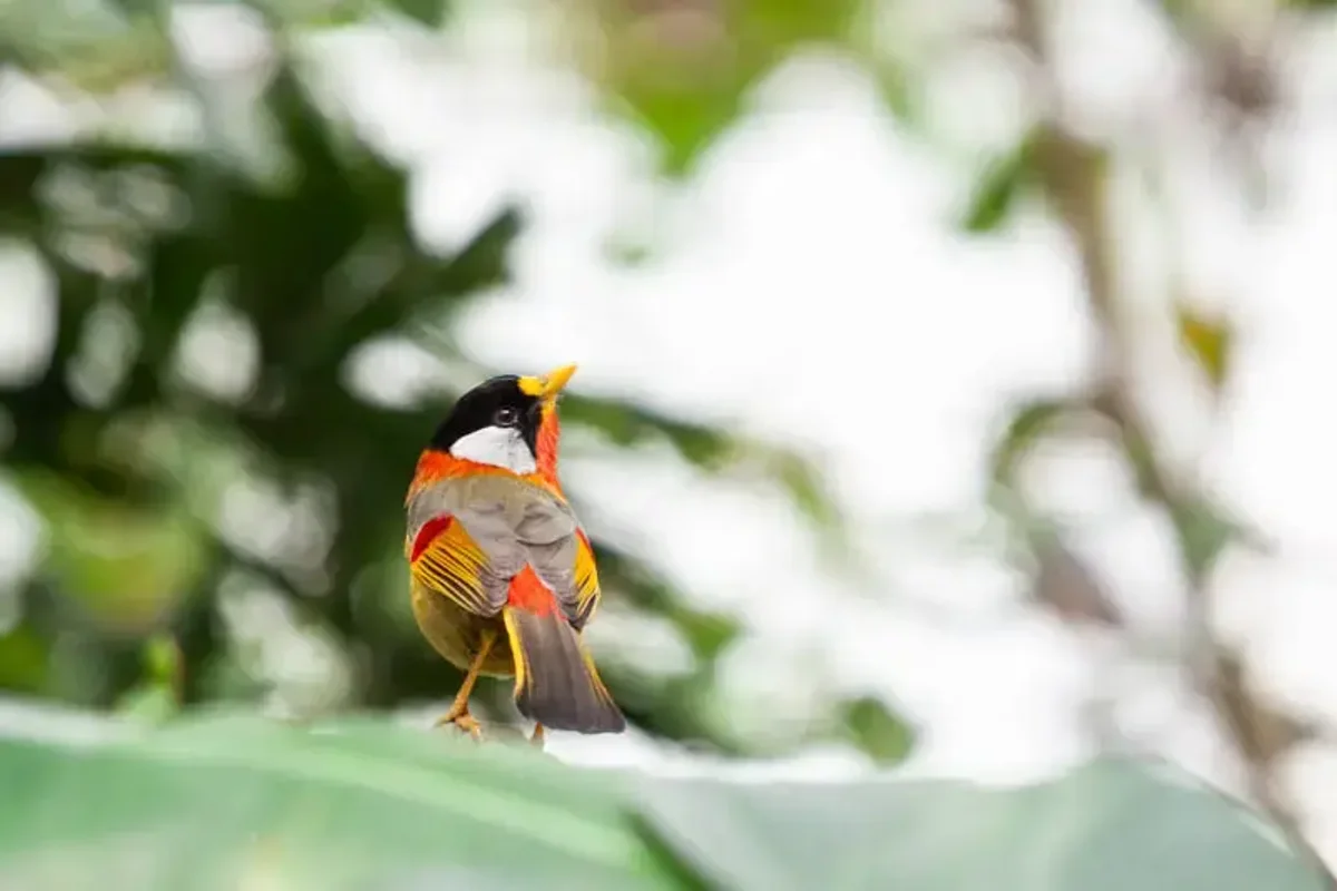 Silver-eared mesia