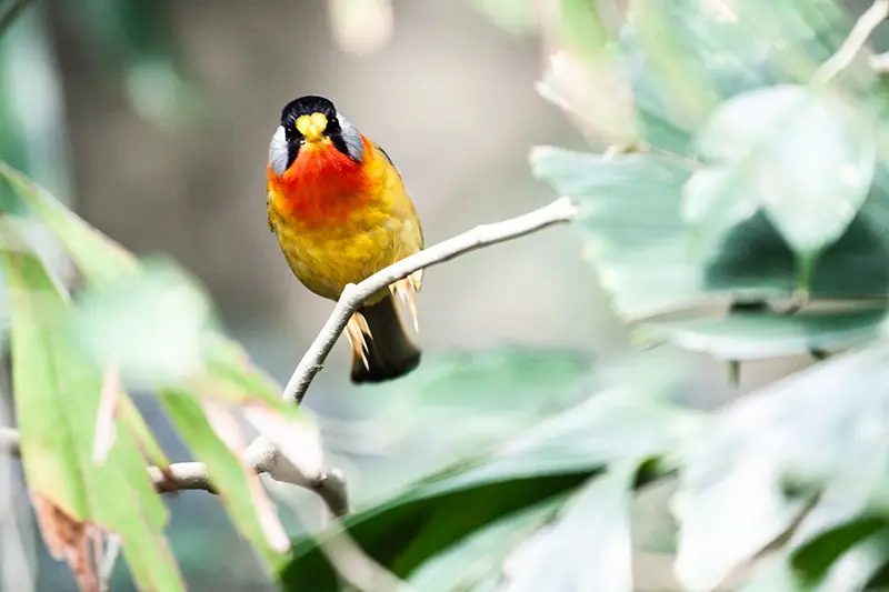Silver-eared mesia