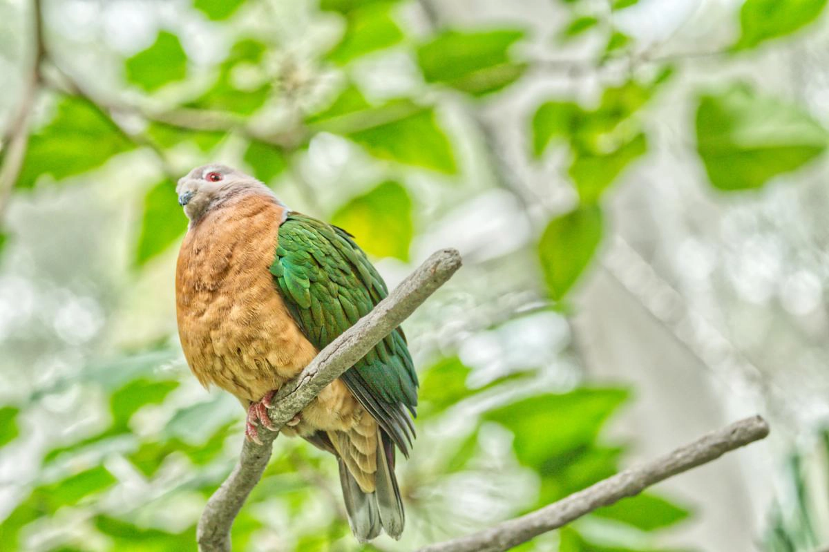 Emerald dove
