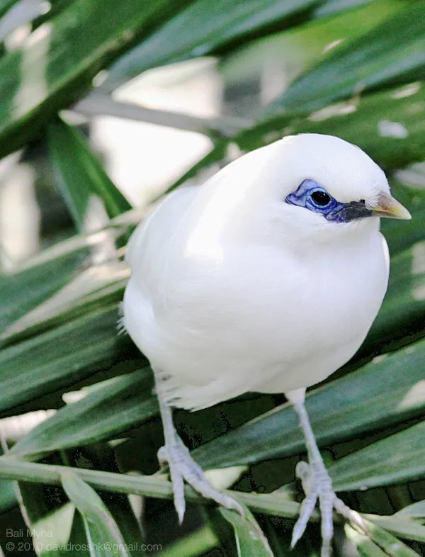 Bali myna waiting for me to leave.
