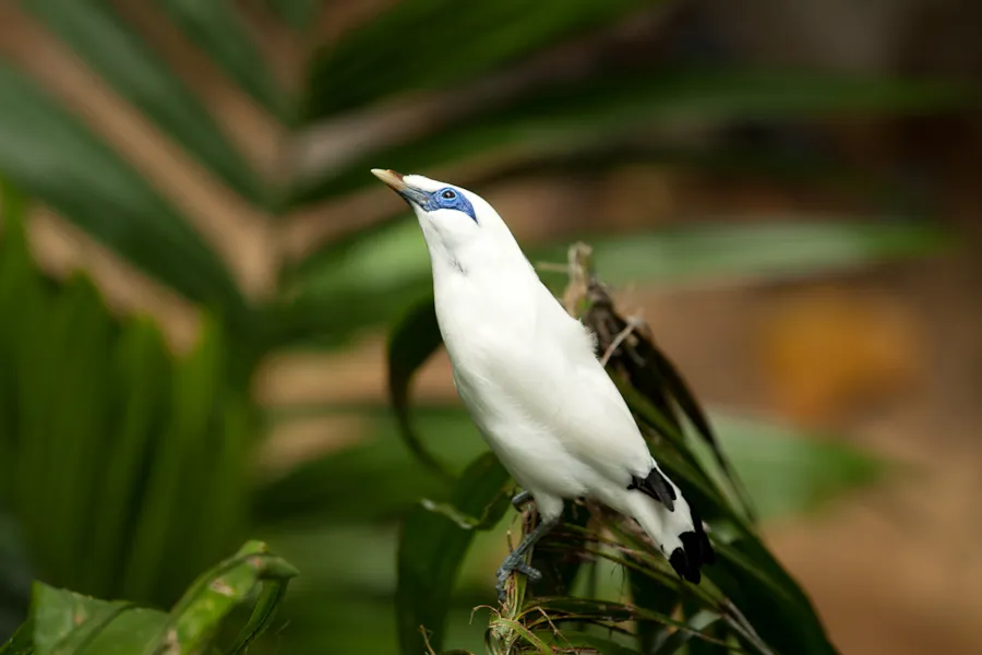 Bali myna