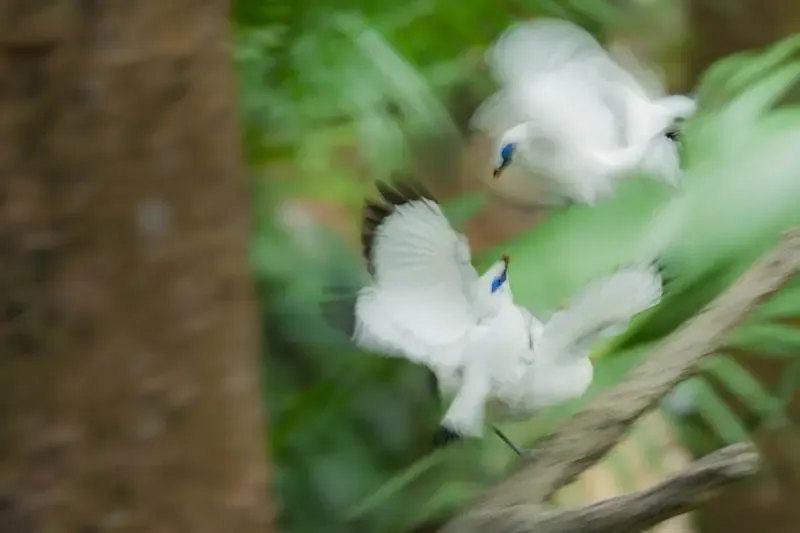 Bali mynas mid-flight.