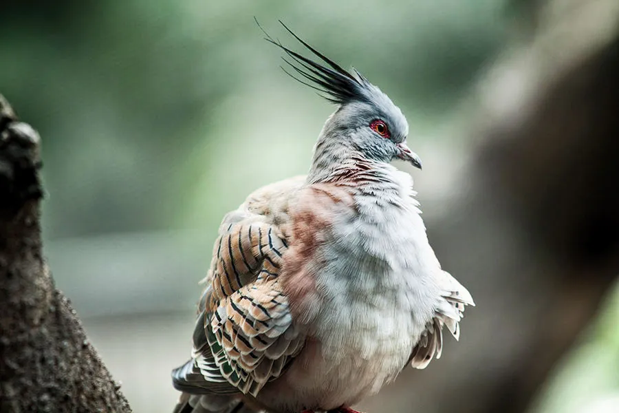Crested dove