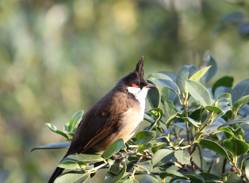 Red-whiskered bulbul