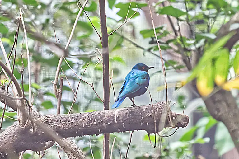 Asian fairy-bluebird