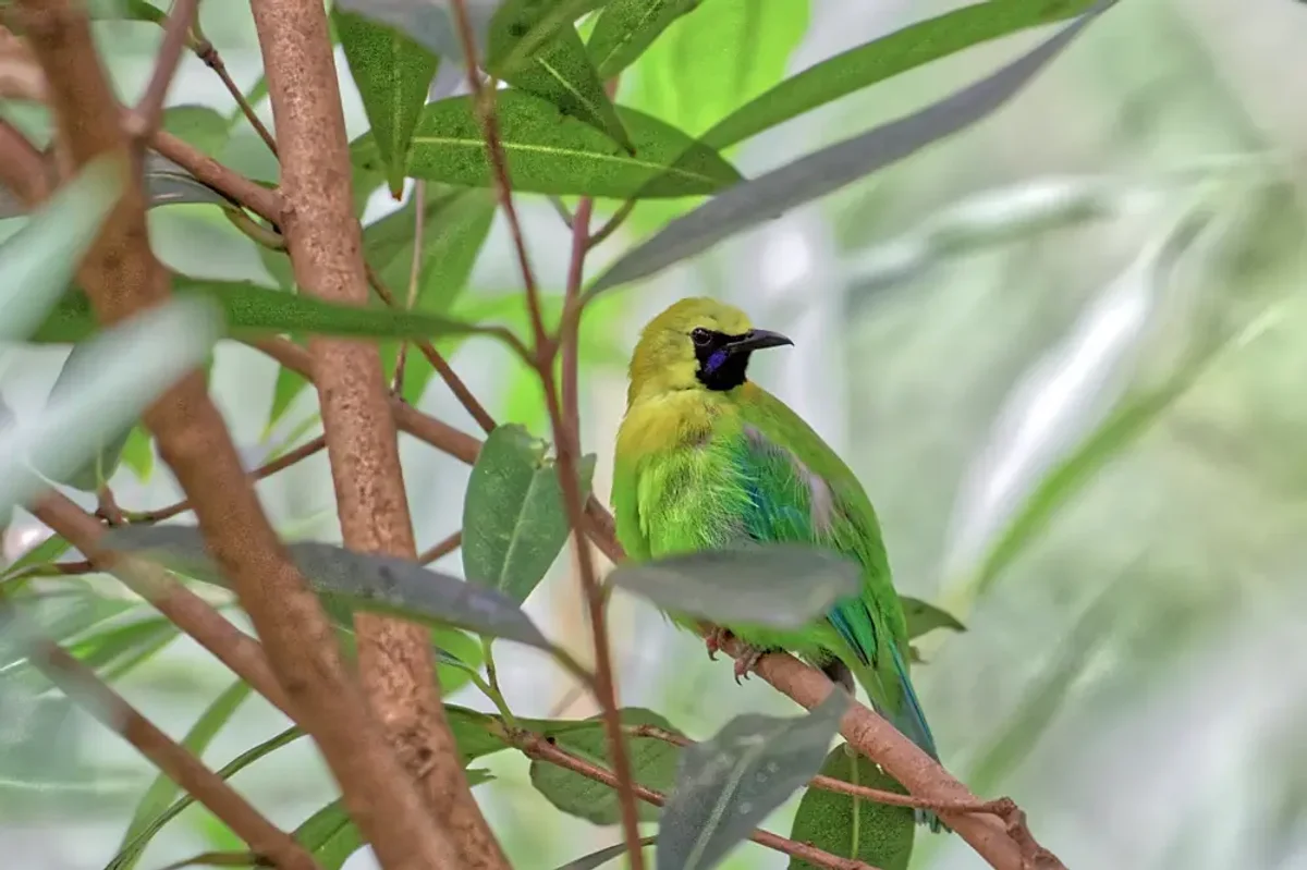 Greater green leaf bird.