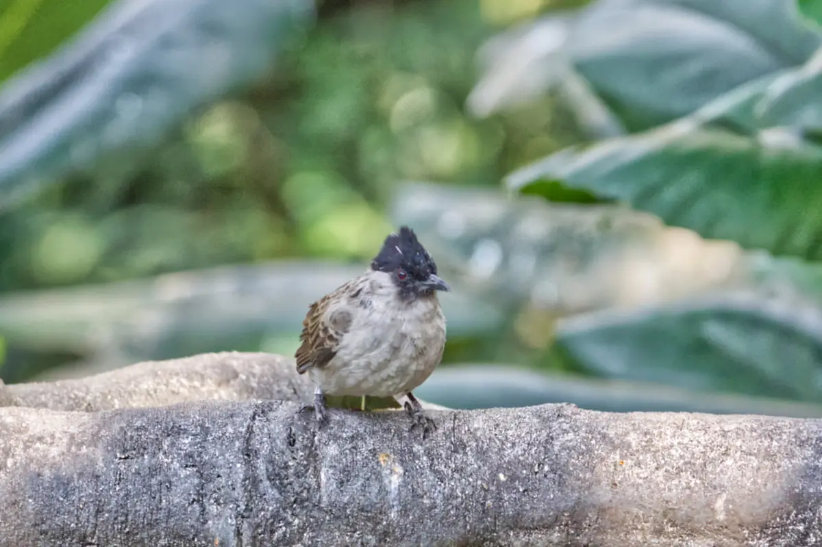 Sooty-headed bulbul