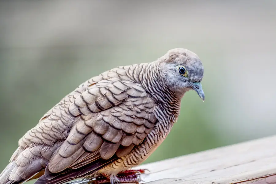 Zebra dove